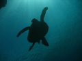   Honu Sharks Cove North Shore Oahu  